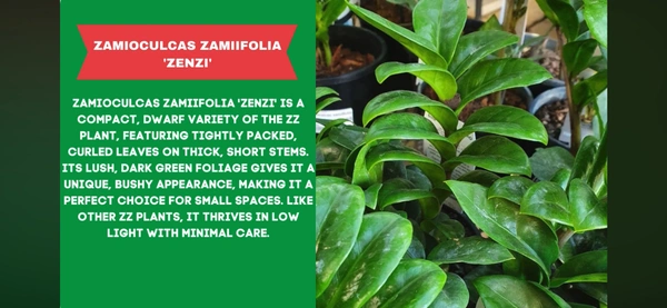 ZZ-ZENZI