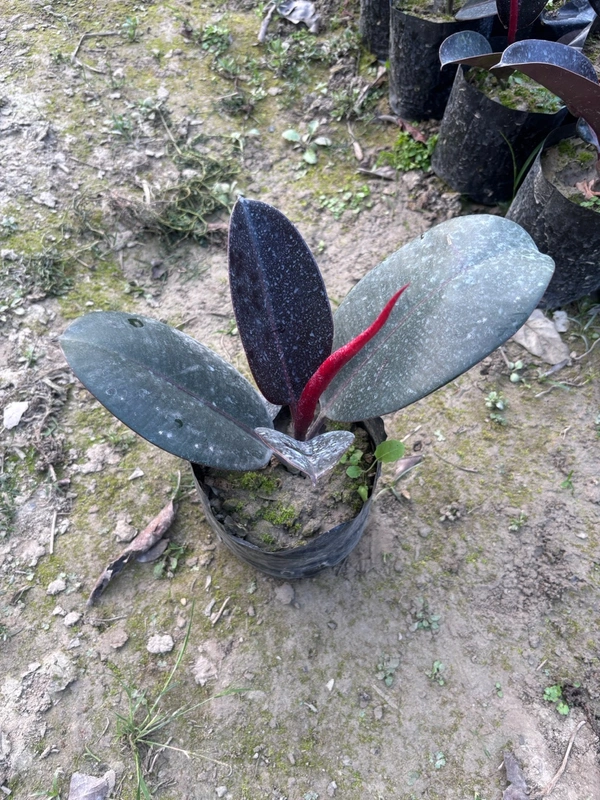 Ficus Elastica Black Prince