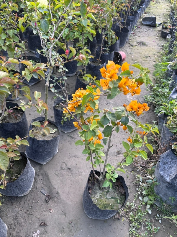 Bougainvillea-Sunvillea