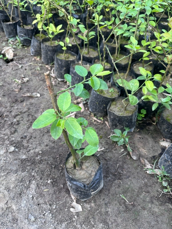 Assam Lemon-Kaji Nemu