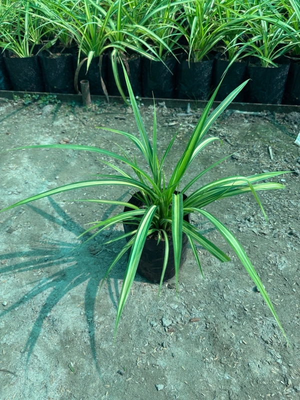 Pandanus veitchii