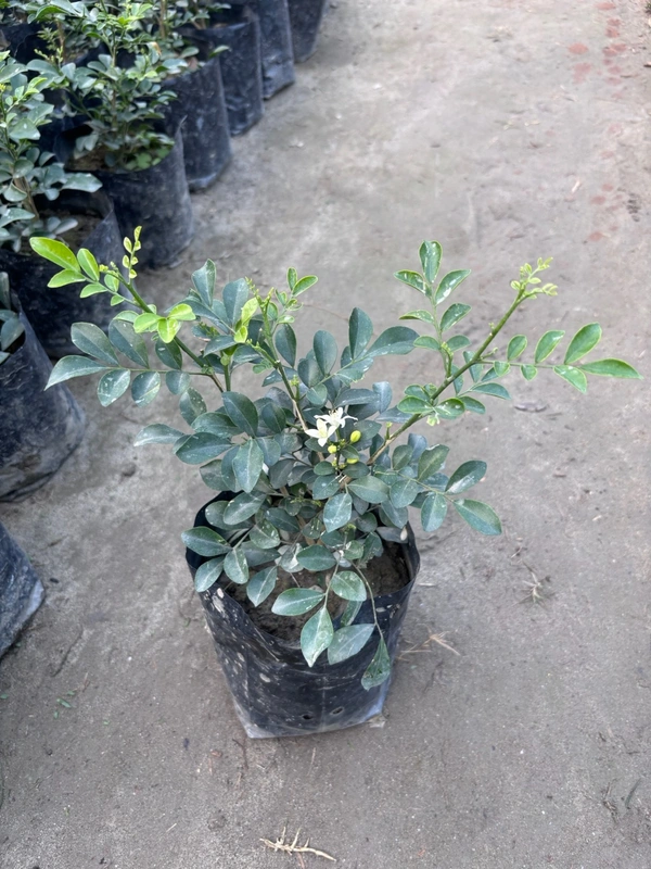 Kamini -Murraya paniculata Dwarf