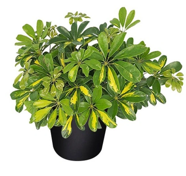 Schefflera Arboricola Gold Capella Sapling (100 Pcs.)