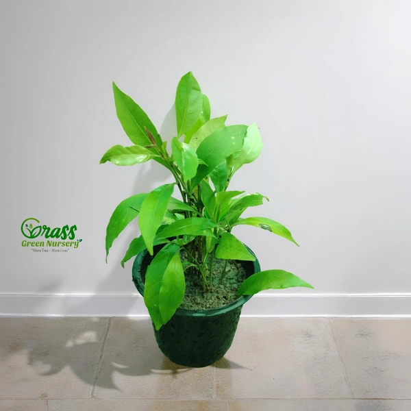 Pseuderanthemum laxiflorum (Nil Tagar) - 20