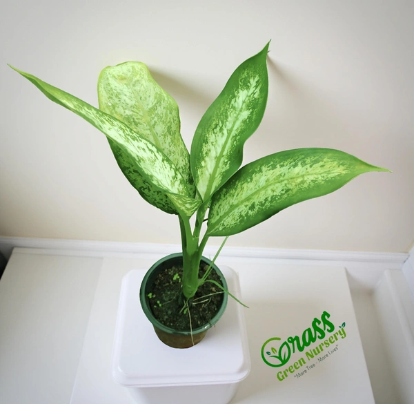 Dieffenbachia Amoena