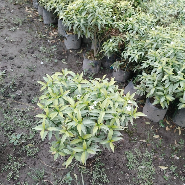 White Crape Jasmine (Chandni)