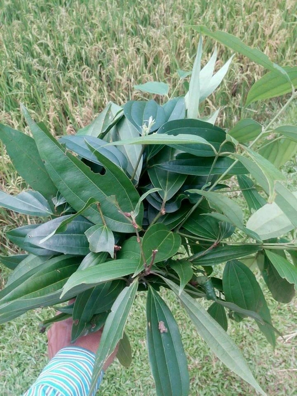 Tej Patti ( Bay Leaf )