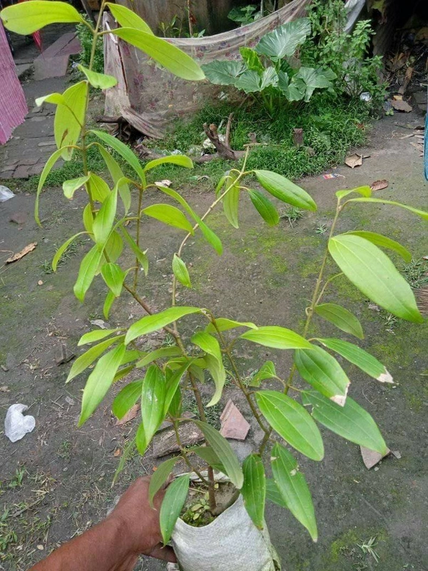 Tej Patti ( Bay Leaf )
