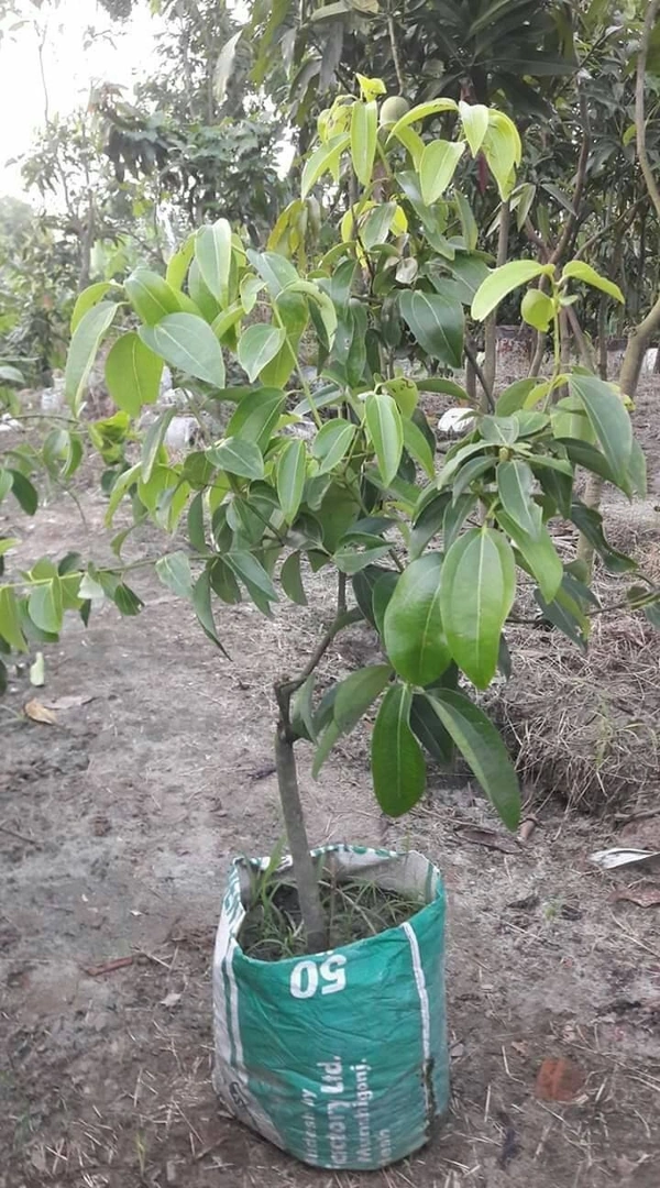 Tej Patti ( Bay Leaf )