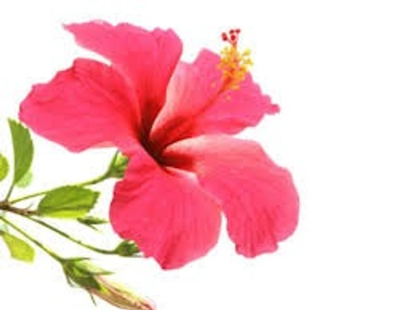 Hibiscus / jaswant Oil - 15 ml