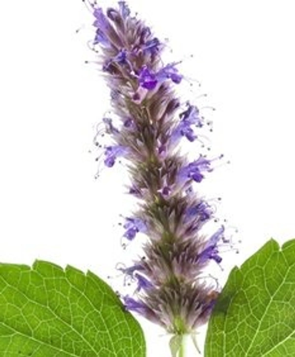 Patchouli Essential Oil - 15 ml
