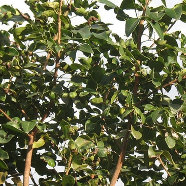 Amyris Essential Oil - 10 g, Imported