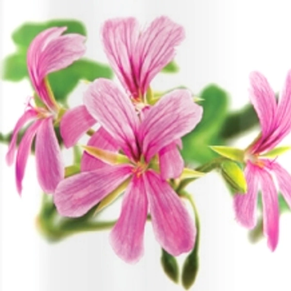 Geranium Essential Oil - 15 ml