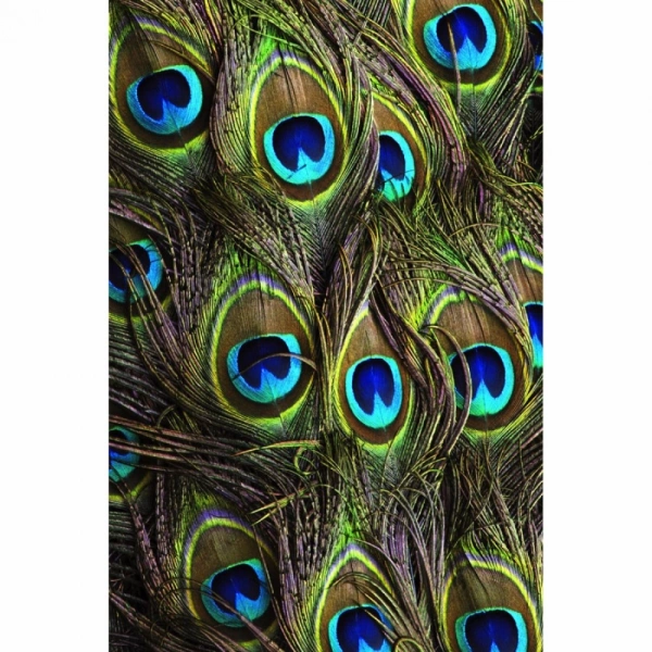Shopnav Apple iphone 6s Beautiful Peocock Tail Mobile Case Cover