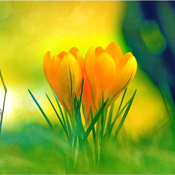 Shopnav Vivo Y15 Yellow Crocus Flowers Wallpapers Mobile Case Cover - Yellow, 0.25, Flower