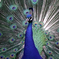 Shopnav shopnav's Apple iphone XR Beautiful peocock free wallpaper Mobile Case Cover - Green, 0.25, Birds