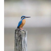 Shopnav Vivo V15 Bird Wallpaper Mobile Case Cover - Grey, 0.25, Birds