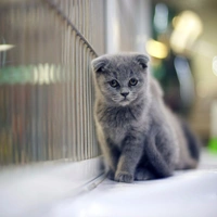 Shopnav Asus Zenfone Max Pro M1 Cat wallpaper Mobile Case Cover - Grey, 0.25, Cats and Dogs