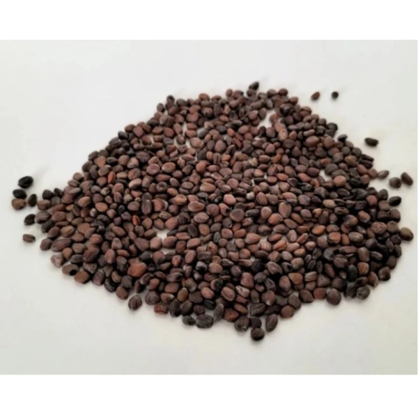 Sango Radish Microgreen Seeds – Quick Harvest, Suitable for Any Space - 100-grams