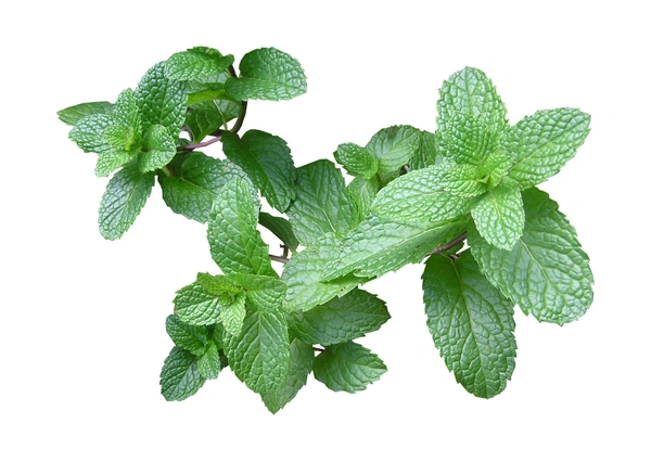 Mint leaves Cleaned, without roots,  1cut (ಪುದಿನ ಸೊಪ್ಪು)