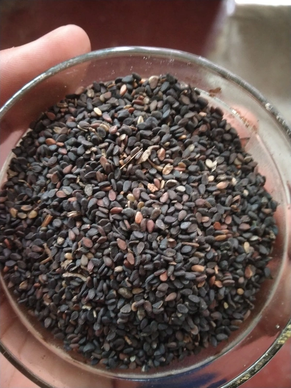 Brown-black Kala Til or Black Sesame Seeds 100gm