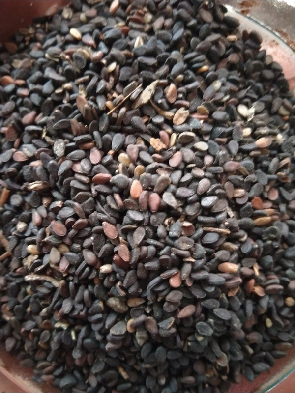 Brown-black Kala Til or Black Sesame Seeds 100gm