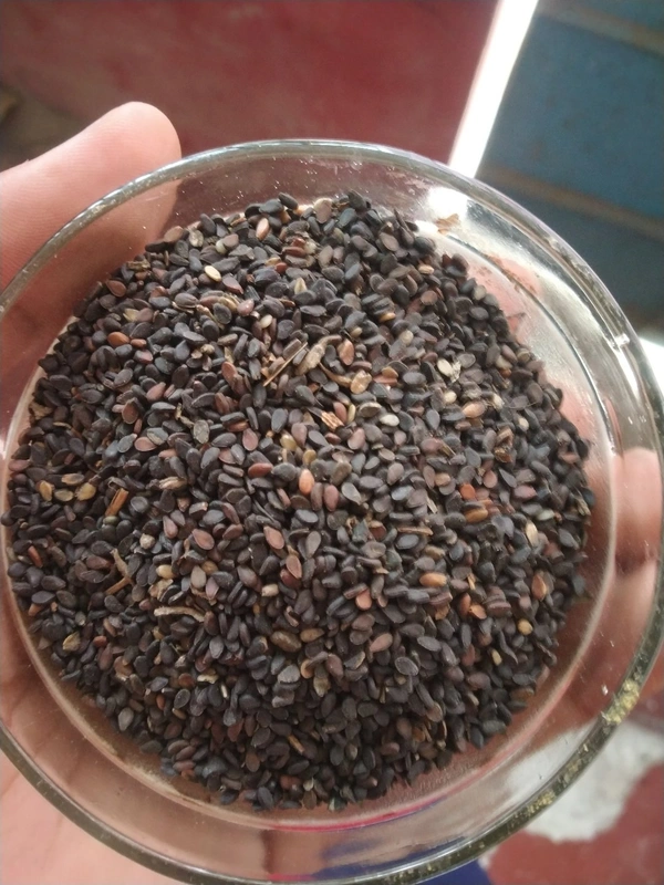 Brown-black Kala Til or Black Sesame Seeds 100gm