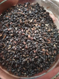 Brown-black Kala Til or Black Sesame Seeds 100gm