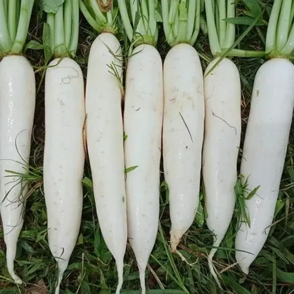 Magenta Seeds PALLAK BEAUTY-Impotrd Radishr - 100 Grams