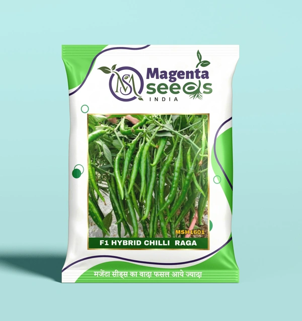 Magenta Seeds RAGA-72- Hybrid Chilli Gourd Seeds - 10 Gram