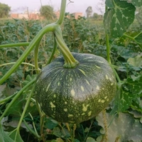 Magenta Seeds SINDHU-Hybrid Pumpkin Gourd Seeds - 25 Gram