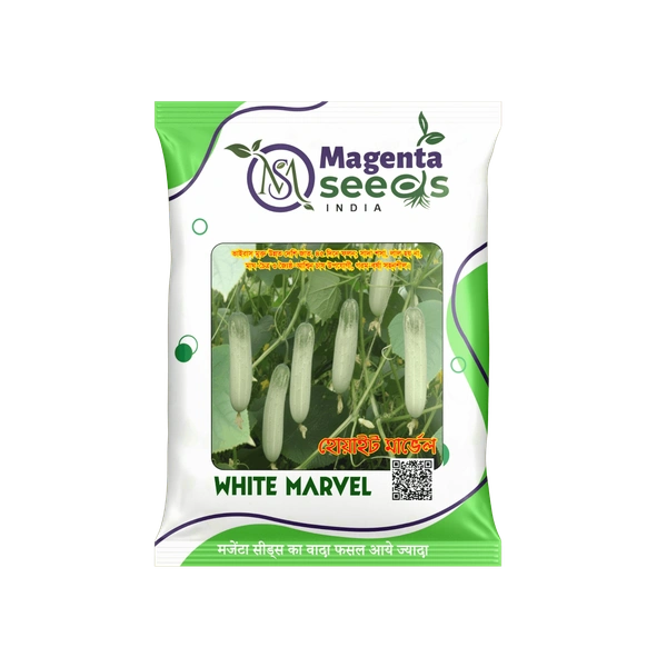 Magenta Seeds White Marvel – स्पेशल इम्प्रूव्ड देसी खीरा (Desi Khira) Cucumber Seeds | हाई यील्ड | बेस्ट क्वालिटी बीज - Wholesale