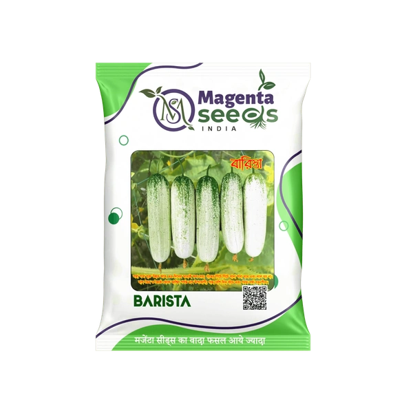 BARISTA - Desi Cucumber Seeds (Bengal Special) – बारिस्ता देशी खीरा के बीज