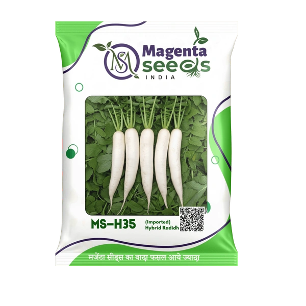 Magenta Seeds MS-H35- Hybrid Radidh Seeds-(Imported) - 100 Grams