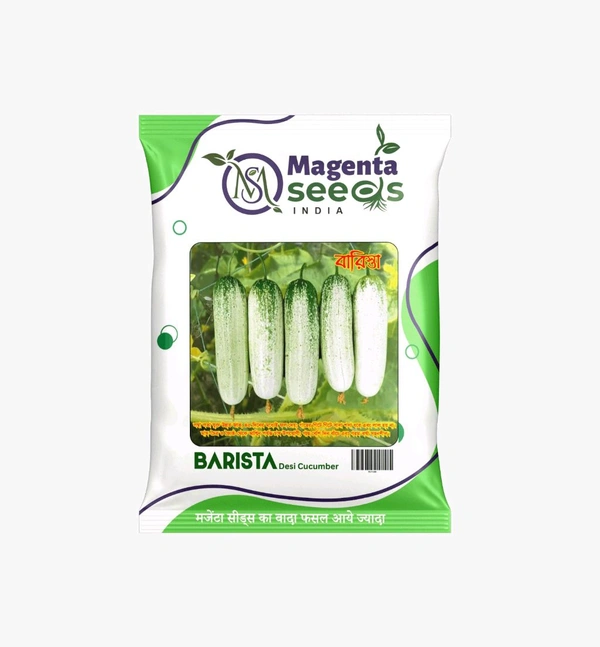 BARISTA - Desi Cucumber Seeds (Bengal Special) – बारिस्ता देशी खीरा के बीज