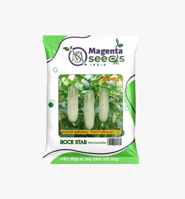 Rockstar  IMP  Cucumber Seeds – High Yield, Early Maturity, Disease Resistant 