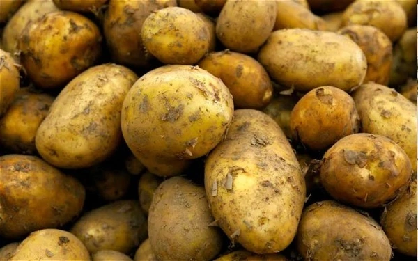 New Potato - 5 KG