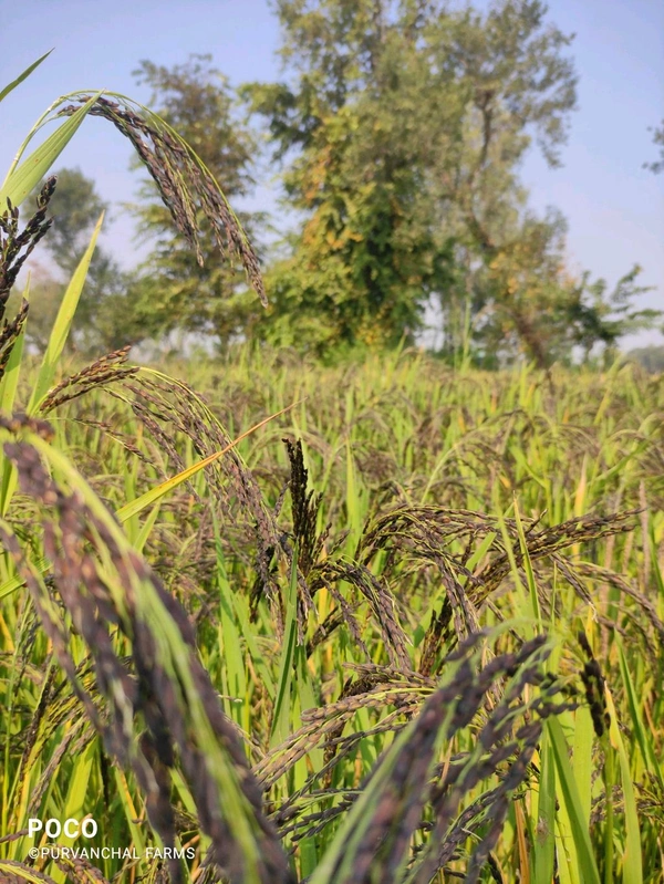 Kala namak Rice - 1000 Gm