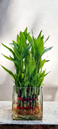 3 Layer Lucky Bamboo Plant for Home and Office ( Vasthu Plant)