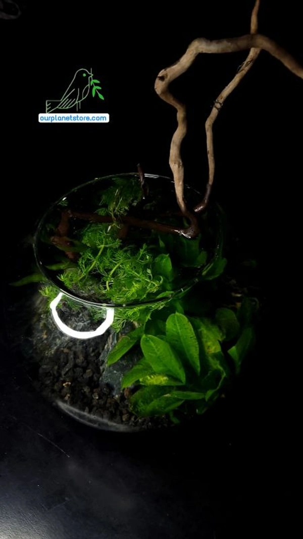 Aqua Forest In A Bowl ( Delivery only in Bangalore)