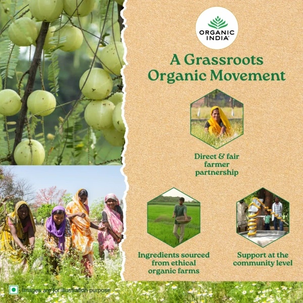 ORGANIC INDIA Tulsi Mulethi Tea - Organic - 25 Bags