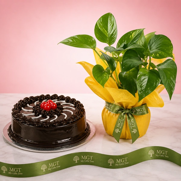 My Gifts Tree Truffle Cake N Money Plant Combo - 1.5 KG