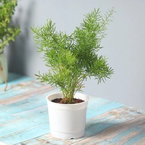 My Gifts Tree Asparagus Grass