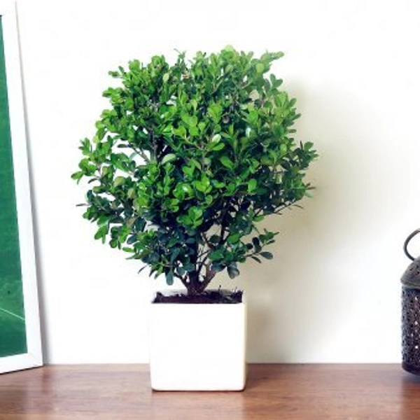 My Gifts Tree Boxwood Bonsai Plant
