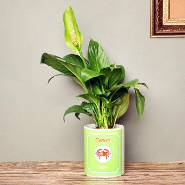 My Gifts Tree Cancer Pachira Lily Plant