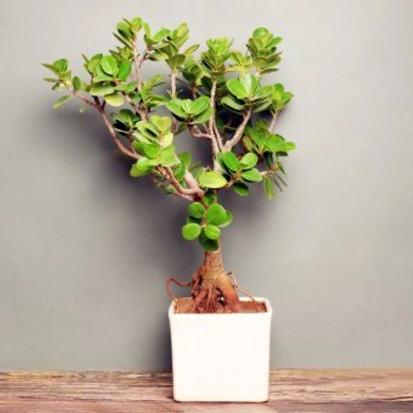 My Gifts Tree Cute ficus Iceland Bonsai Plant