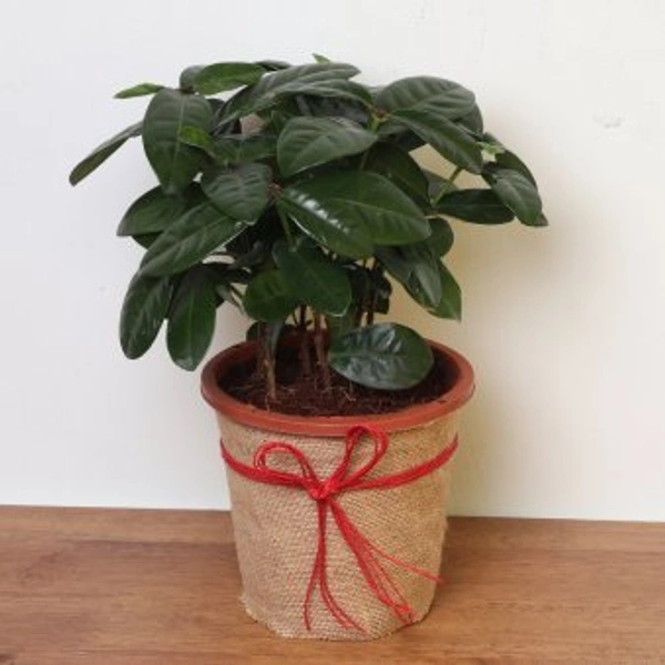 My Gifts Tree Ixora Foliage Plant