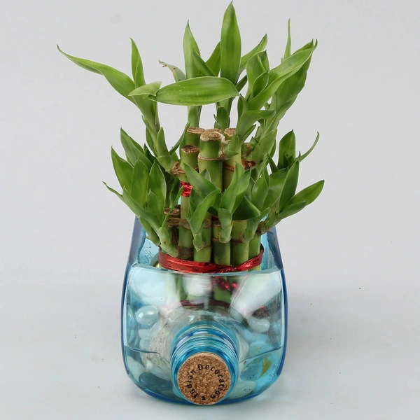 Lucky bamboo Bombay sapphire bottle plant