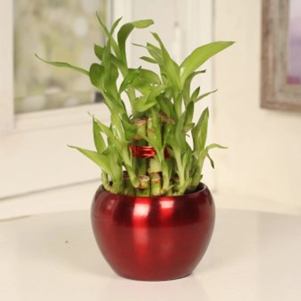 Lucky Bamboo Red Pot