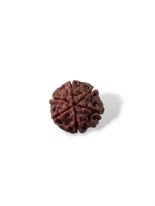 Natural Rudraksha - 6 Mukhi